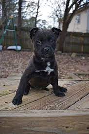 Dogs will cost $25 and cats are name your price. well, the wake county animal center is making that process a little bit easier. Raleigh Nc Terrier Unknown Type Small Meet Brownie A Pet For Adoption Pets Dog Person Animal Welfare Quote