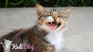 Kediler Neden Miyavlar Kedi Blog