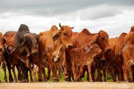 The brahman is the first cattle breed to have been developed in the united states, and is now part of beef production of south africa. A Herd Of Brahman Cattle In Kwazulu Natal South Africa Bunched Group Cows Bulls Calves Stock Photo Picture And Royalty Free Image Image 130739453