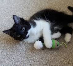 Unfortunately, one of the very first signs is the unexplained death of a very young kitten. Tiny Kitten Ted Falls 9ft Through Bannister Vets Now