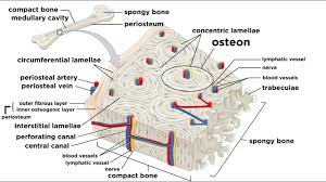 Compact bone high resolution histology diagram. Bones Structure And Types Youtube