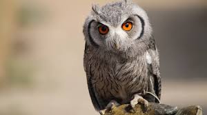 à¤‰à¤² à¤² à¤• à¤¬ à¤° à¤® 22 à¤° à¤šà¤• à¤¤à¤¥ à¤¯ Owl In Hindi Gazabhindi Последние твиты от ullu (@ulluapp).