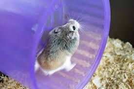 Some snakes make very good pets. 18 Low Maintenance Pet Breeds For Working Adults Pictures