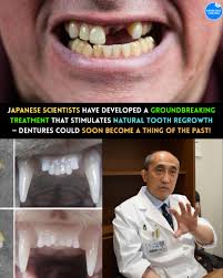 Japanese scientists have made remarkable progress in dental medicine by  developing a groundbreaking treatment that could enable the natural  regrowth of human teeth—potentially reducing the need for dentures or  implants in the