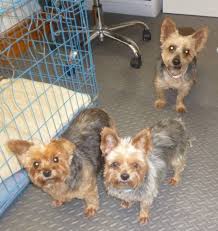 FOSTER FIRST 💙 on X: #ForeverFoster Home for the 3 Amigos pls  #yorkshireterriers bonded must stay together, sadly their mum has passed  away, Lucy 10, Bobbins 13 and Madame Trixie 16 Happy