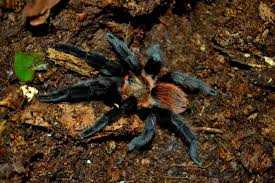 Según los institutos nacionales de la salud. Aranas Mitos Y Realidades Pie De Pagina