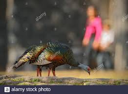 Ocellated Turkey High Resolution Stock Photography And Images Alamy