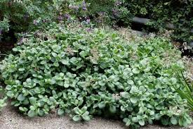 Image result for Crassula zombensis