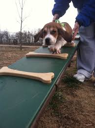 Pin By Andres Fernando Andrade Suarez On Dogs Playground Dog Playground Dog Park Design Indoor Dog Park