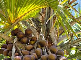 Image result for Hyphaene