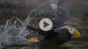 Maybe you would like to learn more about one of these? Live Cameras Oregon Coast Aquarium