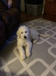 We did not find results for: Goldendoodle Puppies For Sale Colorado Springs Co 315214