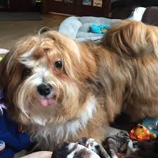 Welcome to my heavenly havanese. Happy Paws Havanese Home Facebook
