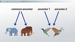 Divergent Convergent Evolution Definitions Examples