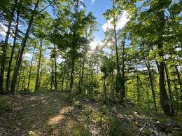 Holston river real estate is considered a limited supply market for lake homes and lake lots in tennessee. South Holston Lake Tn Real Estate 27 Homes For Sale Zillow