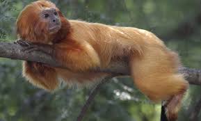 Image Result For Golden Lion Tamarin Monkey Golden Lion Tamarin Golden Lions Orange Monkey
