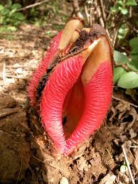 Image result for Hydnora