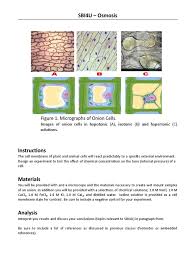 Conclusion for animal cell experiment. Hfghdfgh Cell Biology Science