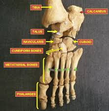 The human body is the structure of a human being. The Lower Limbs Human Anatomy And Physiology Lab Bsb 141