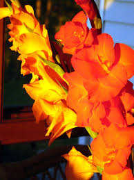 Pin On Gladiolus