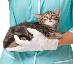 Cases of distemper in cats have significantly reduced due to a recommended vaccination. Vaccination Clinic At Dha Delaware Humane Association