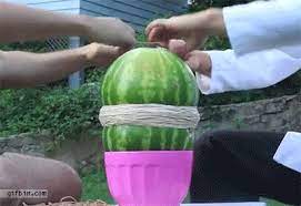 Specifically, how many rubber bands can be wrapped around a watermelon before it succumbs to the pressure and collapses in upon itself. Rubber Band Watermelon Explode Gif Find On Gifer