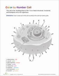 Color By Number Cell Worksheet Science Biology Science Cells Biology Classroom