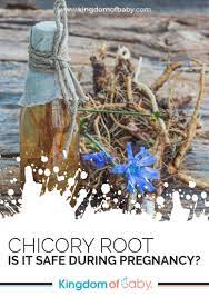 Chicory Root Is It Safe During Pregnancy Kingdom Of Baby