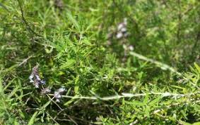 Butterfly, culinary dried flower, fragrant hummingbird, ornamental. Salvia Leucophylla Sage S Acre Organic Home Gardens