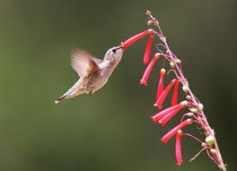 There are dozens of flowers they visit, but we share 15 flowers we call their favorites. Hanging Baskets Provide Nectar Feast And Avian Sights Oregonlive Com