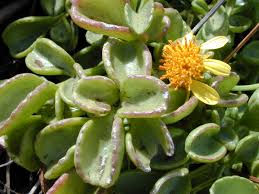 Image result for Bidens ruyigiensis