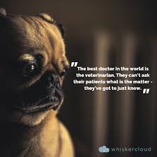 21 Inspirational Quotes For Veterinary Students Audi Quote