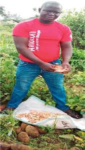 Image result for Ochthocharis