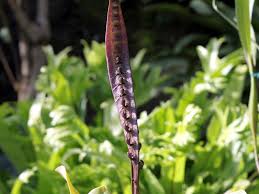 Image result for Bulbophyllum maximum