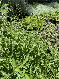 Image result for Verbena officinalis