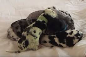 Raising sound, healthy, well socialized puppies is difficult work with very. Green Shamrock Puppy Born In Litter Of Great Danes Great Dane Puppy Litter Cute Animals