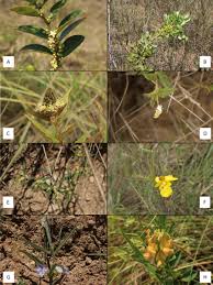 Image result for Erythroxylaceae