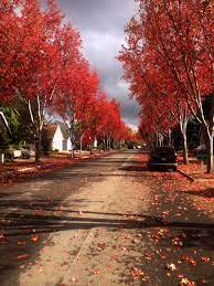 Fall Colors Mountain View Ca Mountain View Country Roads Views