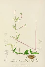 Image result for Ceropegia rendallii