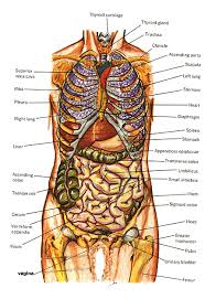 Two of the most notable organs behind the left side of the rib cage are the left lung and the spleen. Anatomy Of Human Body Diagrams Human Body Diagram Human Body Organs Human Body Anatomy