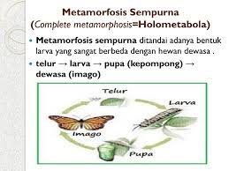 Metamorfosis tidak sempurna melewati tiga tahapan yaitu telur, nimfa, dan dewasa. Metamorfosis Tidak Sempurna Ditandai Dengan Pengertian Metamorfosis Tidak Sempurna Fase Dan 10 Contoh Hewannya Dunia Fauna Hewan Binatang Tumbuhan Dunia Fauna Hewan Binatang Tumbuhan Metamorfosis Tidak Sempurna Adalah Pengembangan