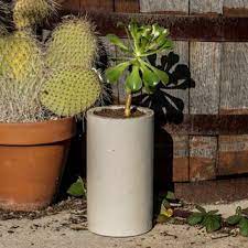 The skin is smooth and the ridges have very small needles. 41 Cardboard Tubes Ideas Cardboard Tubes Cardboard Tube Crafts Paper Roll Crafts