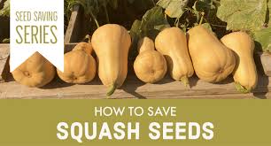 Speckled pup pmt f1 hybrid kabocha winter squash seeds. How To Save Squash Seeds Julia Dimakos