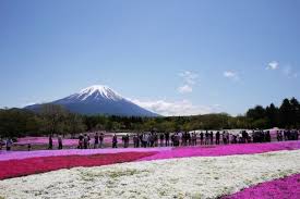 Flora dan fauna merupakan suatu istilah kolektif, dimana kata tersebut merujuk kepada kelompok suatu tanaman dan satwa yang berada pada wilayah tertentu. Festival Shibazakura Info Liburan Dan Wisata Di Jepang Festival Danau Liburan