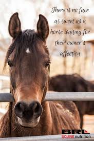 Horseriding Horserider Equine There Is No Face As Sweet As A Horse Waiting For Their Owner S Affection Love Yo Horse Riding Quotes Horses Cute Horse Quotes