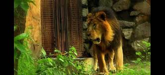 Delhi Zoo National Zoological Park Delhi Zoo Timings National Zoological Park New Delhi