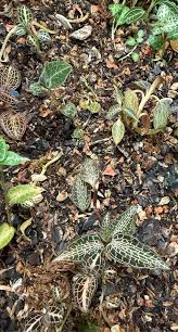 Image result for Goodyera afzelii