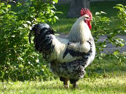 Maybe you would like to learn more about one of these? 15 Chicken Friendly Plants To Grow Near Your Coop