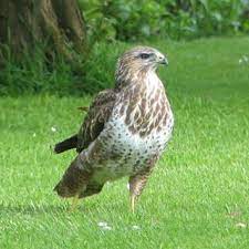 Hij heeft een bruinig verenkleed, maar bestaat in verschillende kleurvariëteiten. Soorten Roofvogels In De Tuin Roofvogels Buizerd Torenvalk