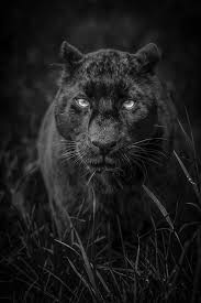 Znk Adli Kullanicinin Wild Cats Panosundaki Pin Hayvanlar Siyah Panter Hayvan